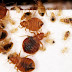 How To Get Rid Of Bed Bugs Fast Toronto