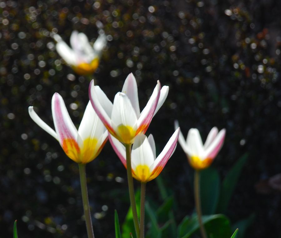 The purple flames on Tulipa 'Ice Stick' helps to create some beautiful spring color combinations. This unusual tulip is a Kaufmanniana Hybrid, which is 12 inches tall. HZ: 4-8. 