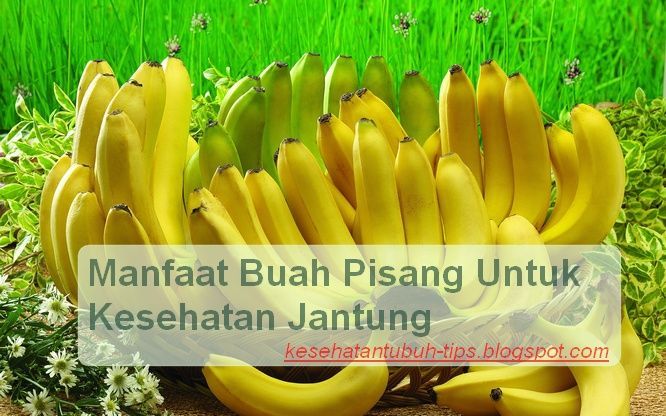  Buah pisang sudah sangat populer di dunia Manfaat Buah Pisang Untuk Kesehatan Jantung