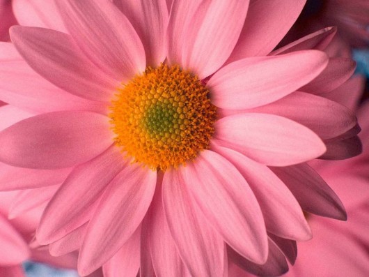 flowers for flower lovers.: Daisy flowers pictures.