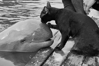 foto gato y delfin