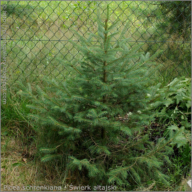 Picea schrenkiana habit - Świerk ałtajski pokrój
