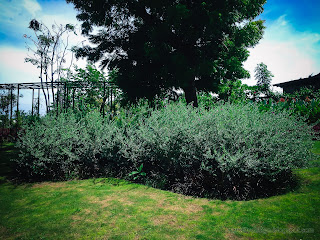 Ornamental Shrub Plants In The Garden Park At Tangguwisia Village, North Bali, Indonesia