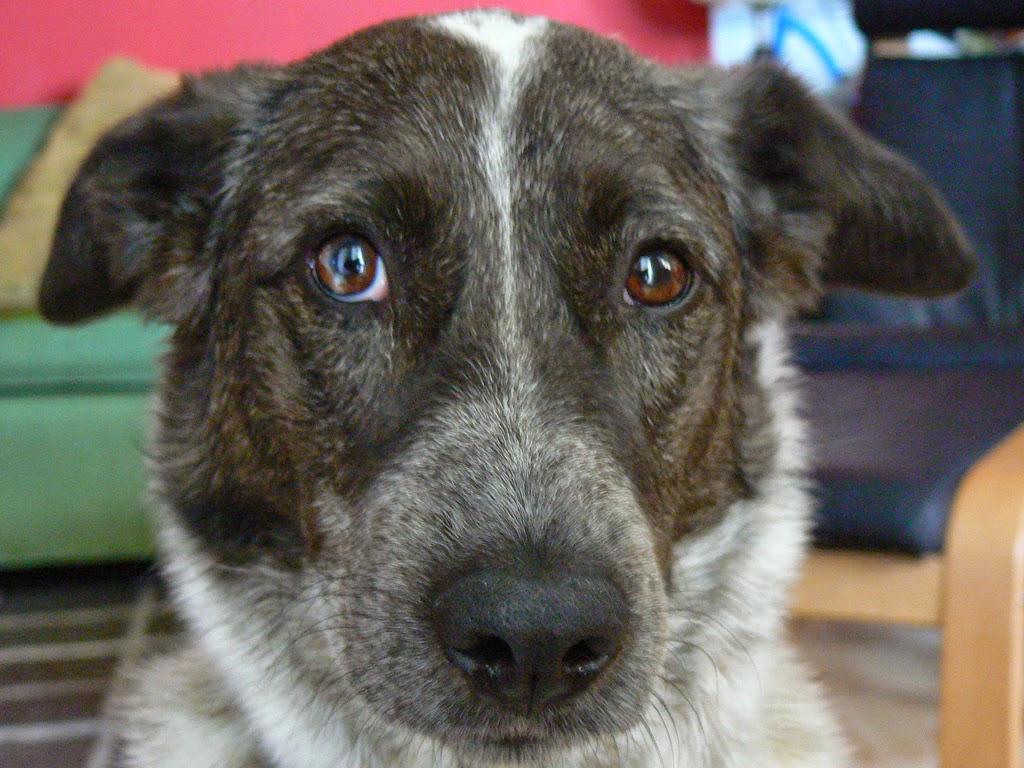 Photograph of a Queensland Heeler mixed breed dog with heterochromia