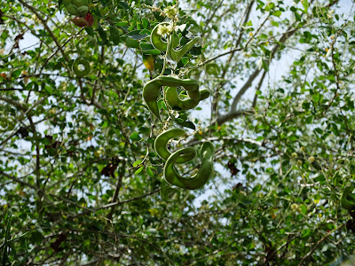 Guacmuchil (Pithecellobium dulce) pods and tree