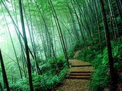 bamboo forest wallpapers desktop backgrounds background nature paos watching