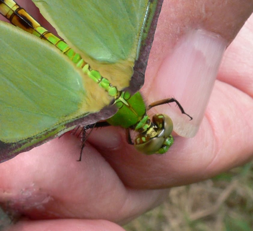 Ohio Birds and Biodiversity Incredible new insect discovered!