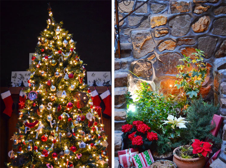 43 Best Fringe Flower Shrub Images In 2020 Garden Shrubs Plants