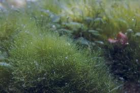 How To Get Rid Of Algae In Fish Tank Naturally How To Get Rid Of Algae In Fish Tank Naturally
