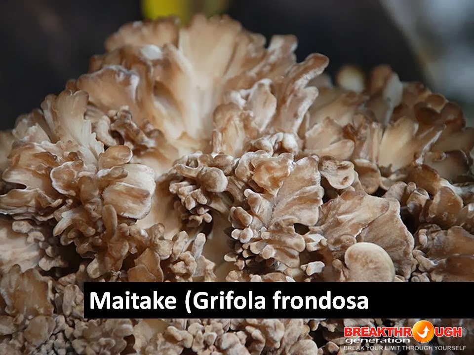 MIRACLE for TUMOR, CANCER, AUTOIMMUNE DISEASE and.. SOLUSI KANKER HDI