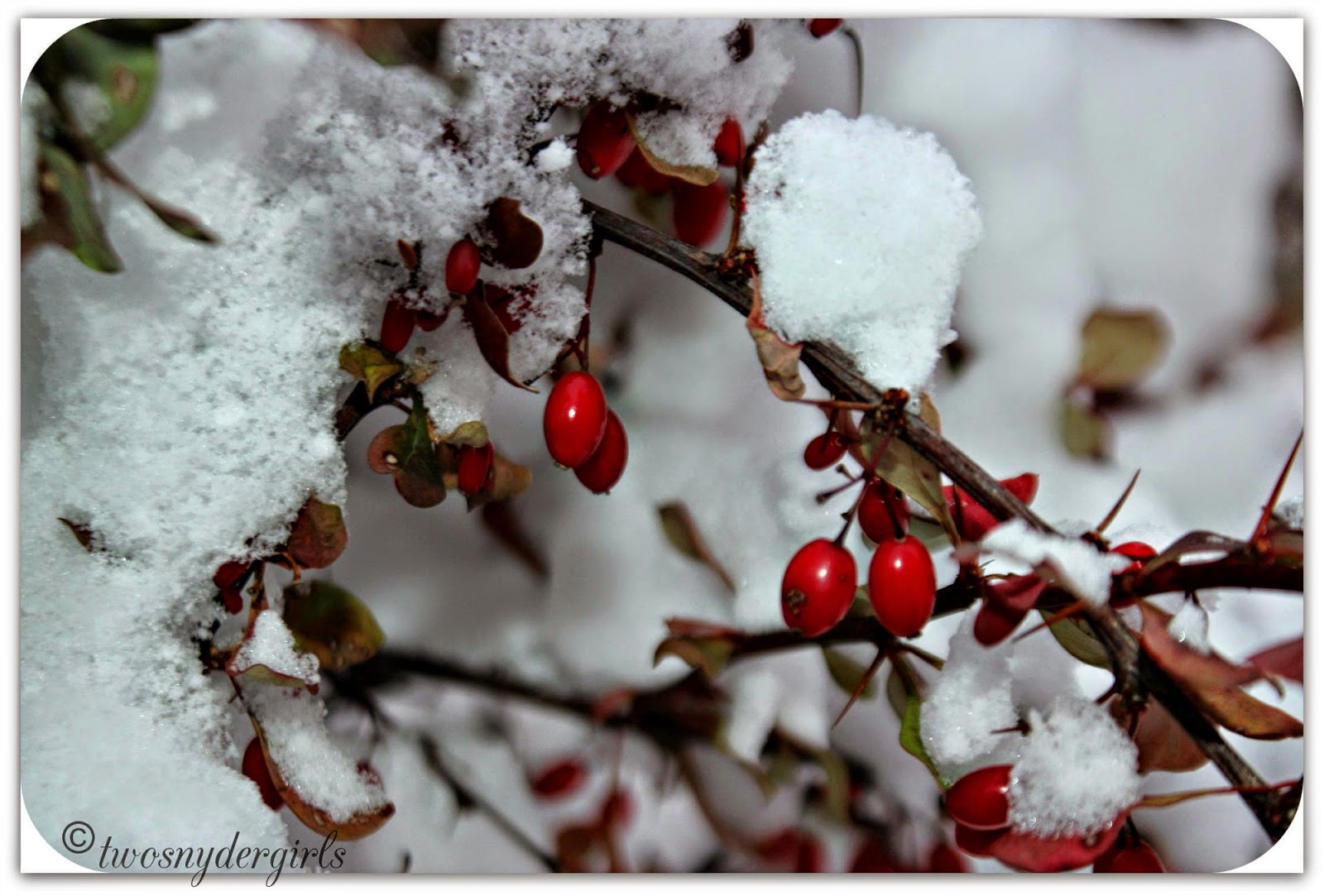 red berries and snow