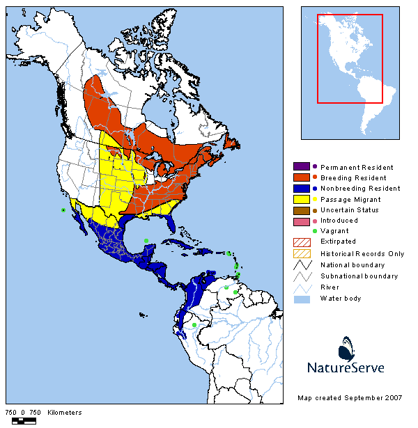 Reinita Trepadora (Black-and-white Warbler) Mniotilta varia Linnaeus, 1766