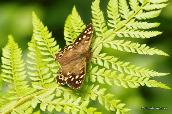 Speckled Wood - Photo copyright Pat Adams North Devon Focus