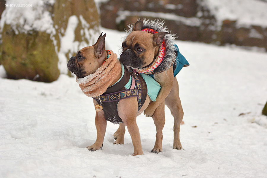Hund, Hormone, kastrationschip, Verhalten, Französische Bulldogge, Bully, Hundeblog Hund, Hormone, kastrationschip, Verhalten, Französische Bulldogge, Bully, Hundeblog
