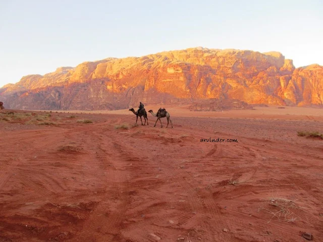 Ride camel across wadi rum