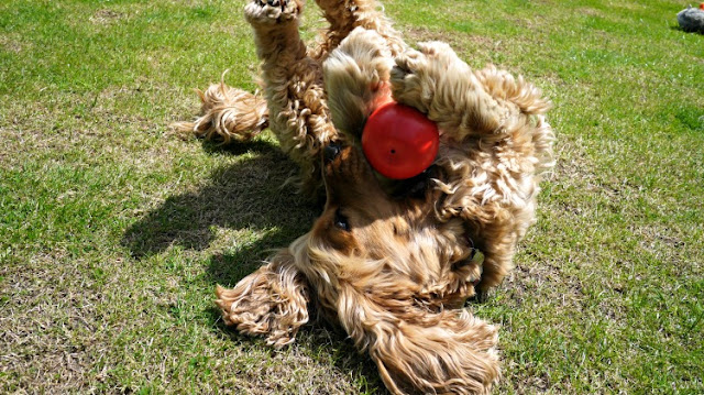 Golden Cocker Spaniel called Dylan