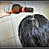 Veja o que acontece com seu cabelo quando você lava apenas com cerveja durante 6 dias...
