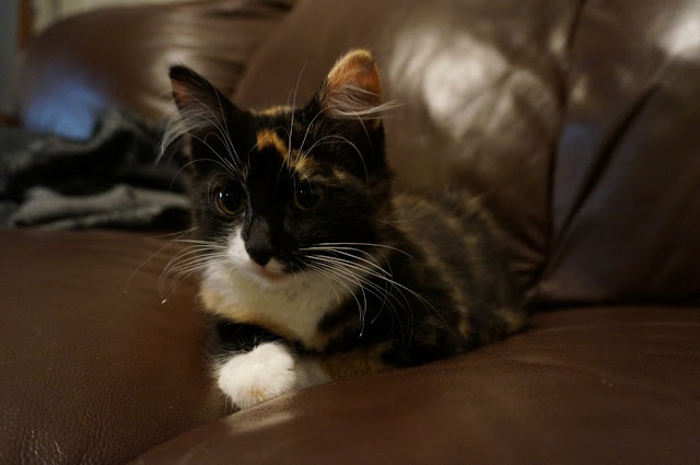 Elli