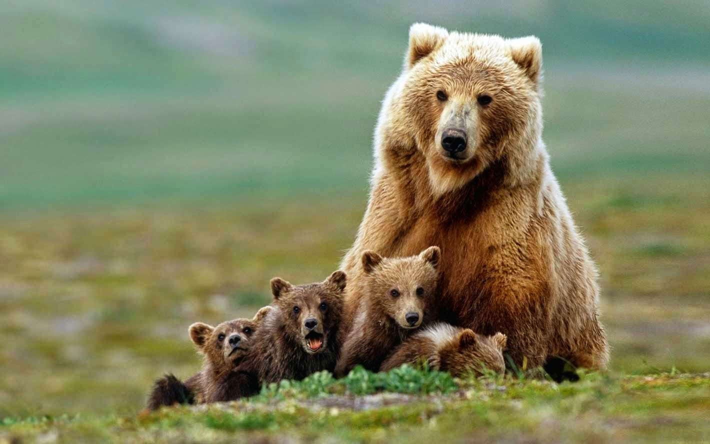 Bear Mother & Kids Love