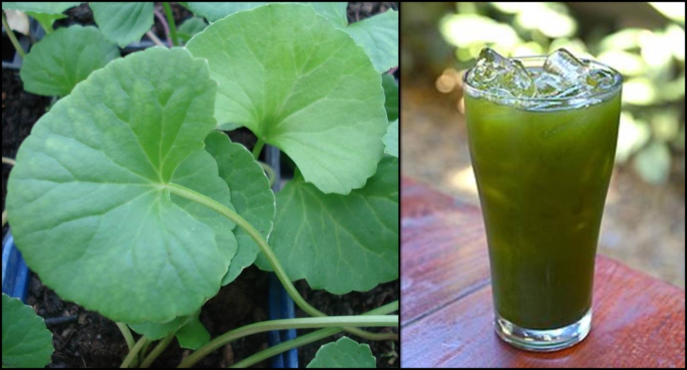 Phd thesis on medicinal plants