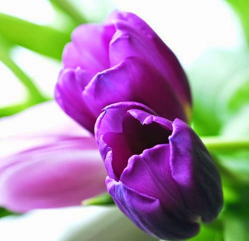 Beautiful purple tulips