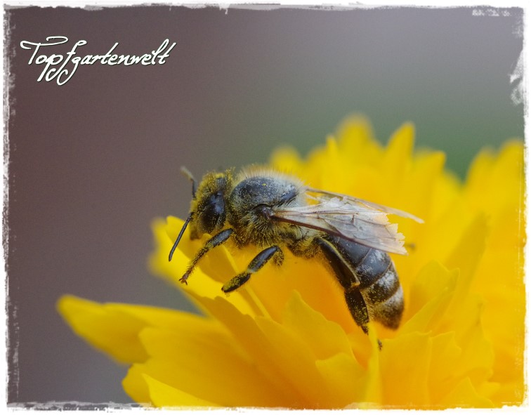 Buchtipp Schadlinge In Haus Und Garten Was Tun Gegen