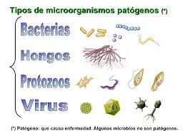 Tipos de microorganismos