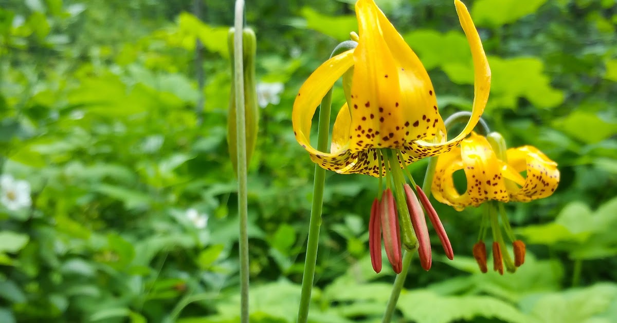 Not the Water Report! Tiger Lily