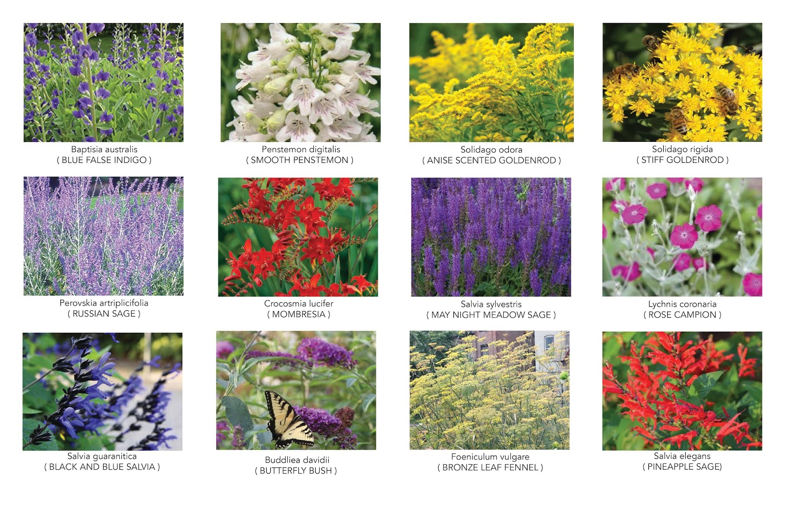 Groshs Lawn Service Landscaping Pugster Butterfly Bush