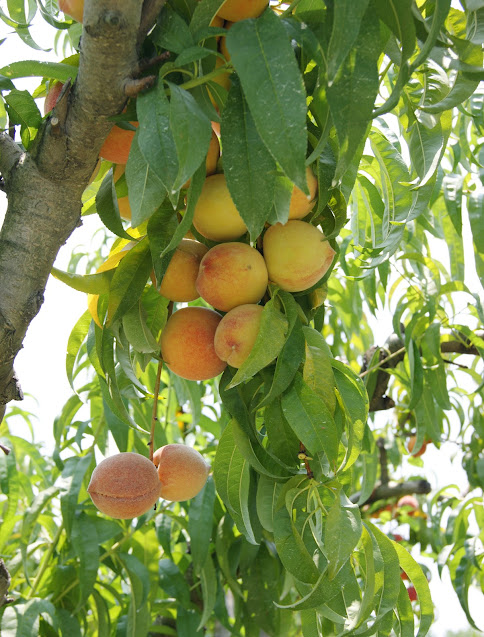Clump of Fresh Peaches on the Tree Image