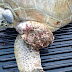 Aumentan casos de fibropapilomatosis en tortugas  