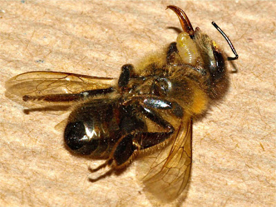 Le api Zombie: un'ape morta