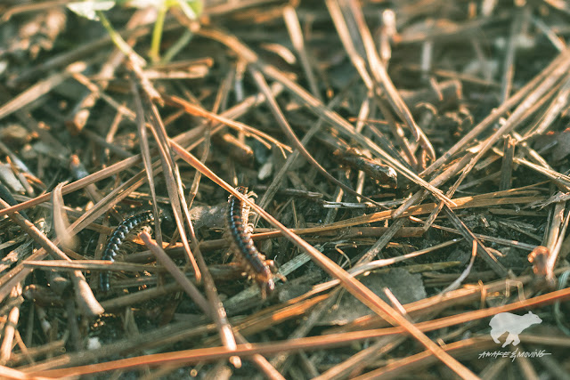 Bugs on the floor. Wildersville, TN.