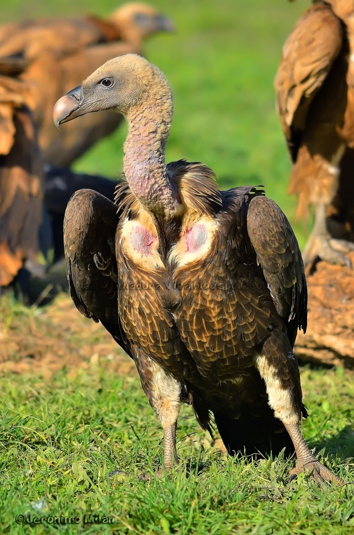Jerónimo Milán Martínez. Extremadura Viva Una rareza El Buitre de Rupell Jerónimo Milán Martínez. Extremadura Viva Una rareza El Buitre de Rupell