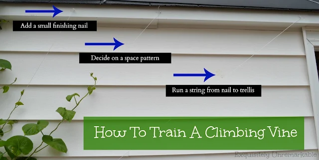 Directions on how to train a climbing vine