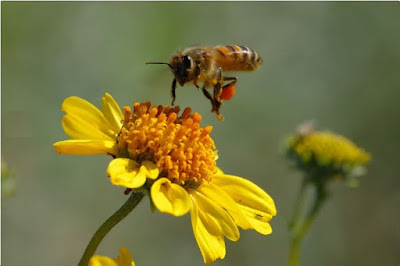 BELLAS IMÁGENES DE ABEJAS TRABAJANDO - BEAUTIFUL IMAGES OF BEES WORKING