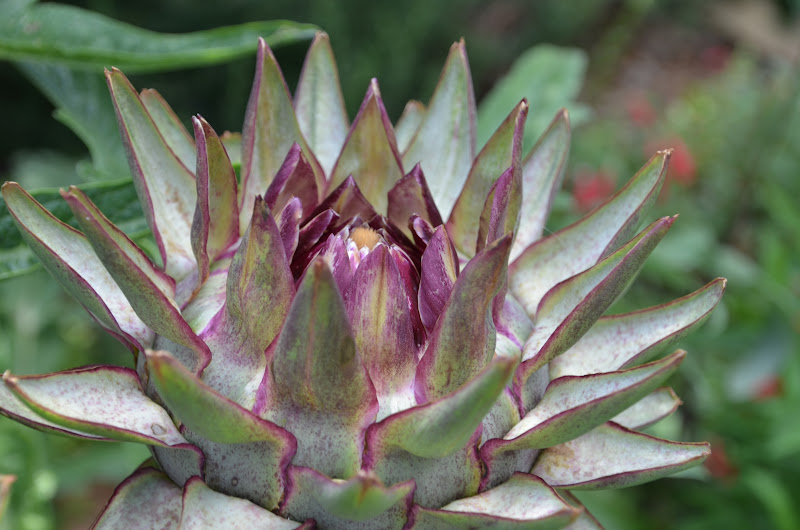 Garden Ally Artichokes in Bloom