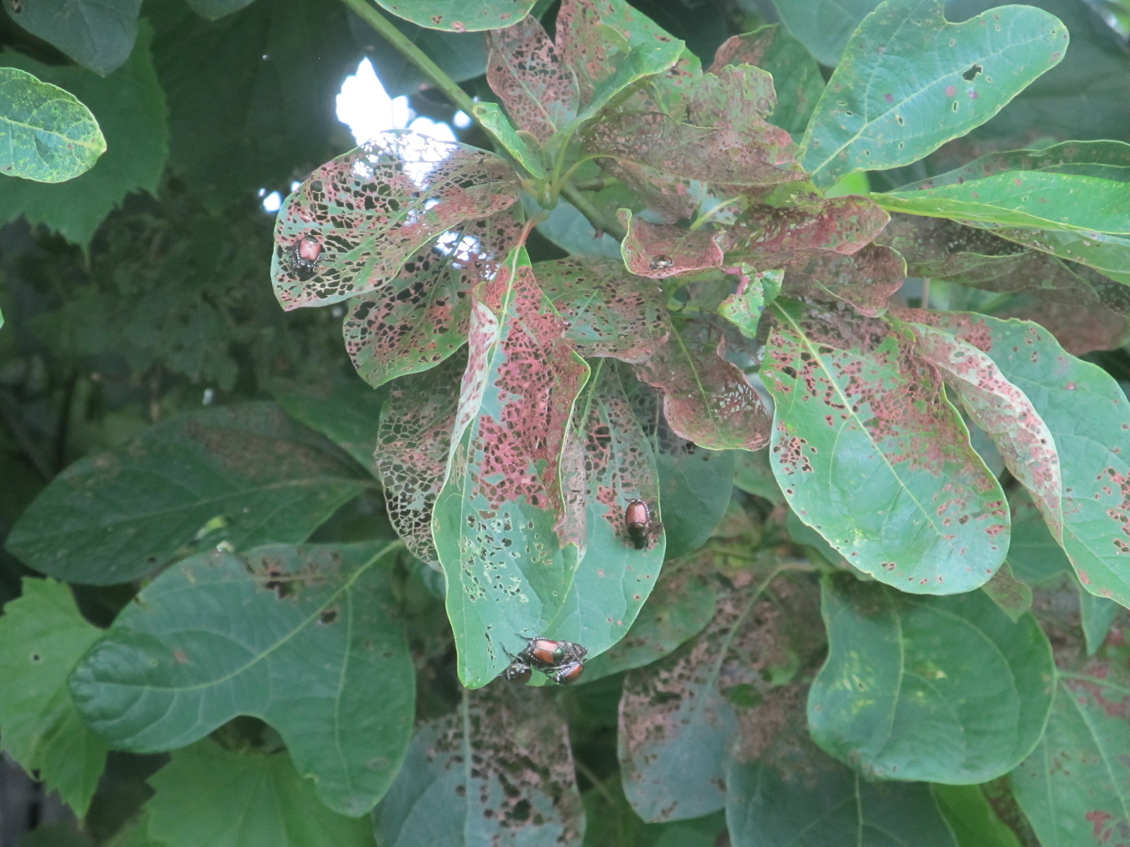 Eaton Rapids Joe Decoy crops for Japanese Beetles