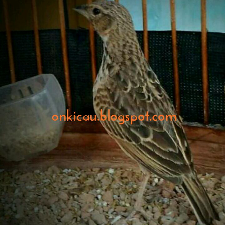 Tips Perawatan Burung Branjangan Agar Cepat Gacor On Kicau