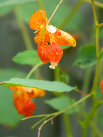 Impatiens capensis Spotted Jewelweed Toronto ecological gardening by garden muses-not another Toronto gardening blog