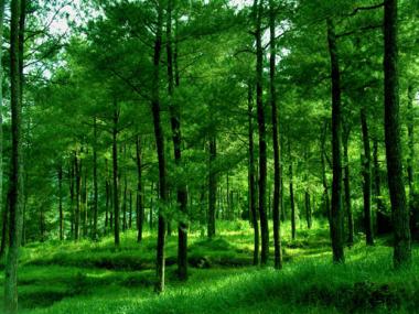 Geografi Lingkungan Konifera Tanaman Berdaun Jarum