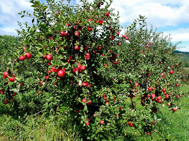 manfaat buah apel untuk kesehatan dan kecantikan