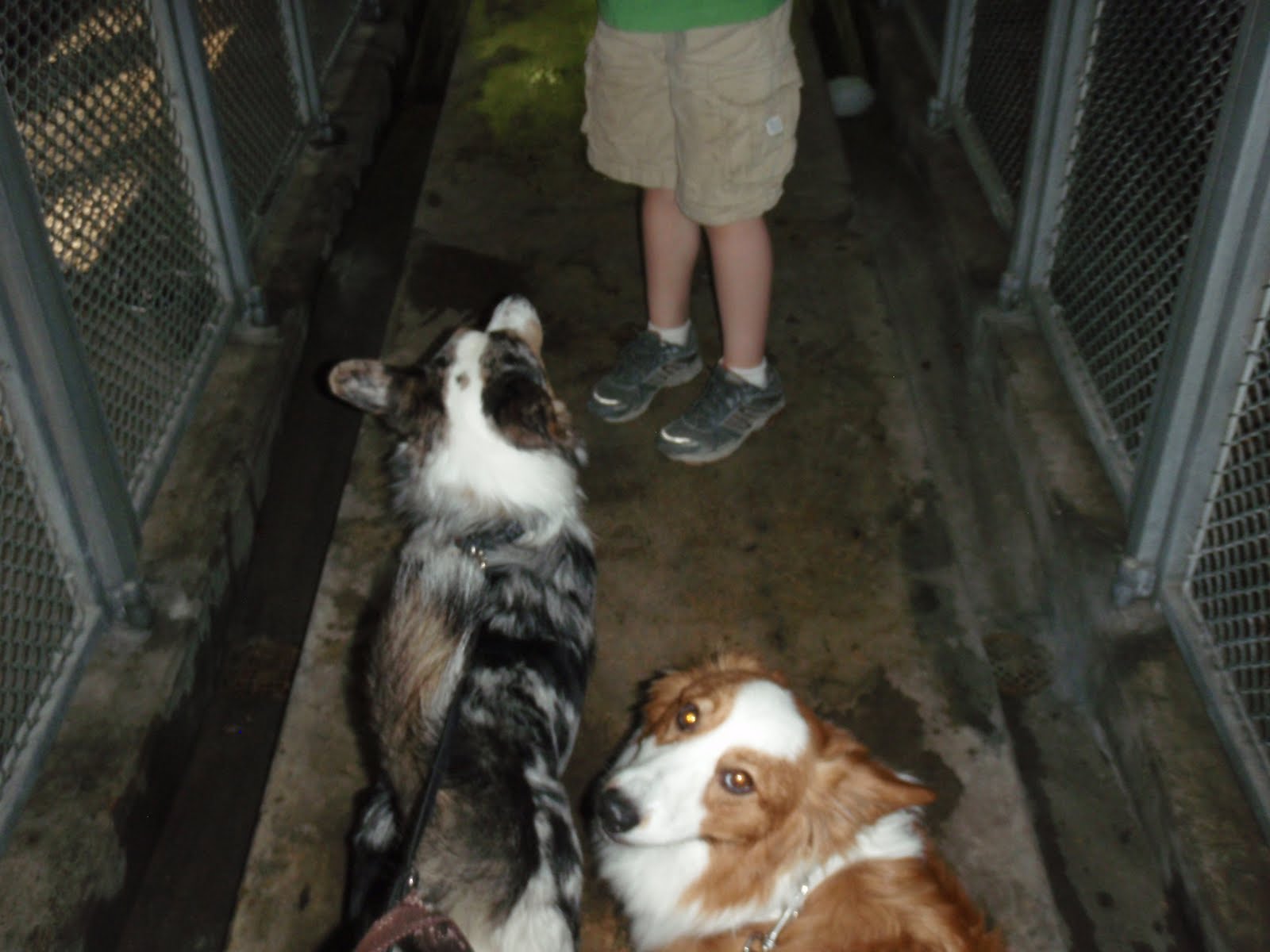 The Chronicles of Cardigan The Dogs Go to Busch Gardens (Again) An