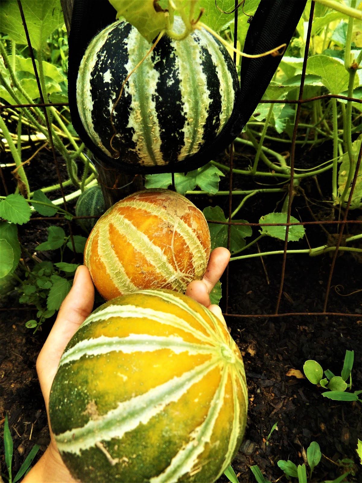 Vegans Living Off the Land Kajari melons at different stages + garden