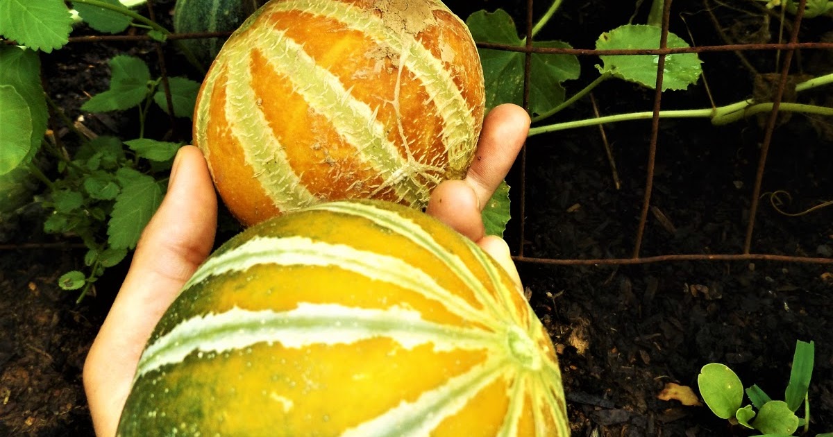 Vegans Living Off the Land Kajari melons at different stages + garden
