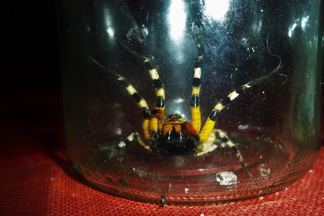 ragno spagnolo aracnofobia