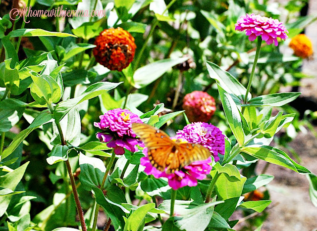 zinnias-gardening-tips-drought-resistant-plants-grow-your-own-athomewithjemma.com