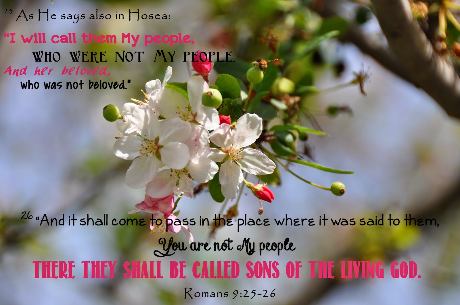 Susan s Blog Scripture Pics Romans 9 25 26 pin-on-devotion