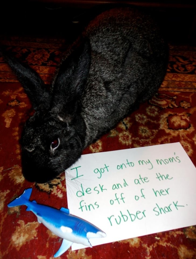 LOL | Laugh Out Loud: Bunny Shaming
