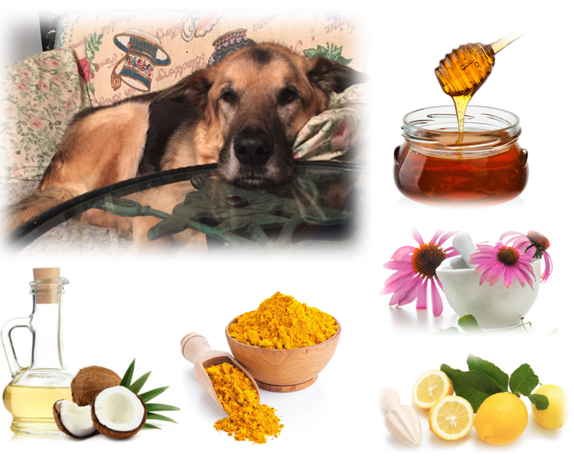 cough syrup for dogs ottawa valley whisperer herbal cough syrup recipe for dogs cough syrup for dogs ottawa valley whisperer herbal cough syrup recipe for dogs